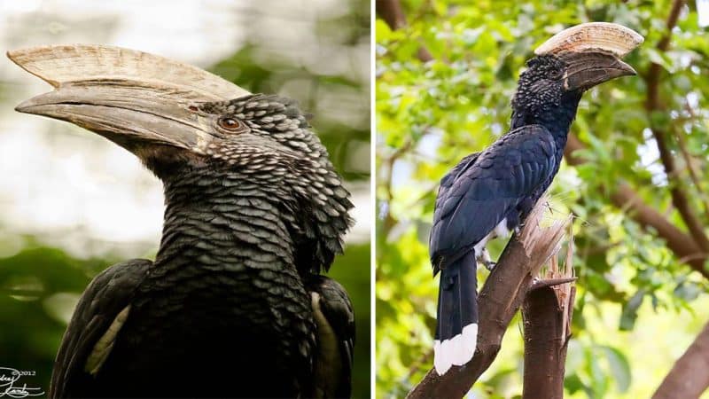 The Silvery-cheeked Hornbill: A Breathtaking Masterpiece of Nature’s Artistry