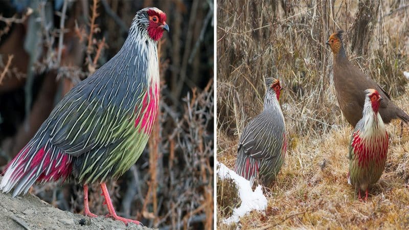 Blood Pheasant: A Mysterious Bird Like No Other
