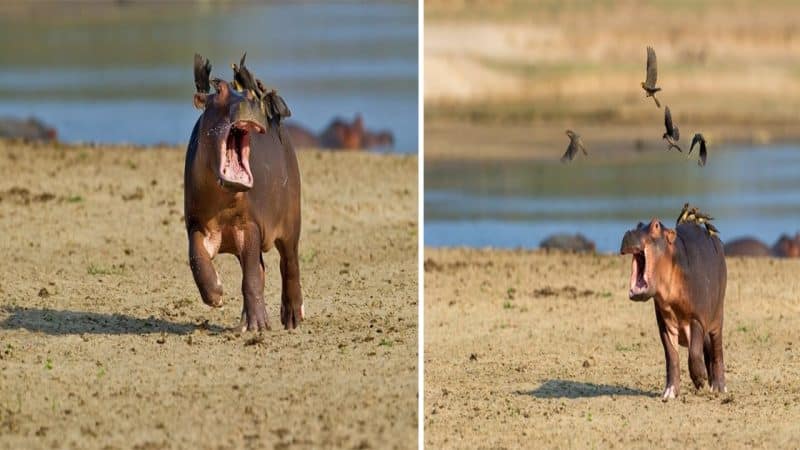 Title: Hilarious Encounter: Baby Hippo’s Unconventional Reaction to a Bird Flock