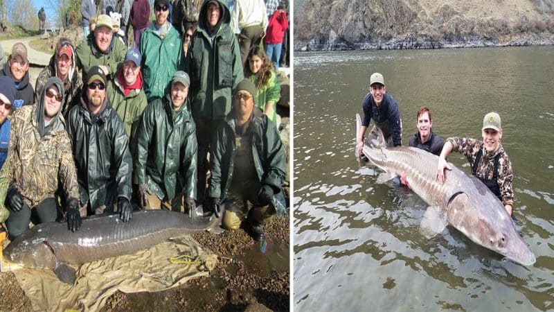 Record-Breaking Discovery: The Oldest and Largest Freshwater Fish Ever Caught in the United States