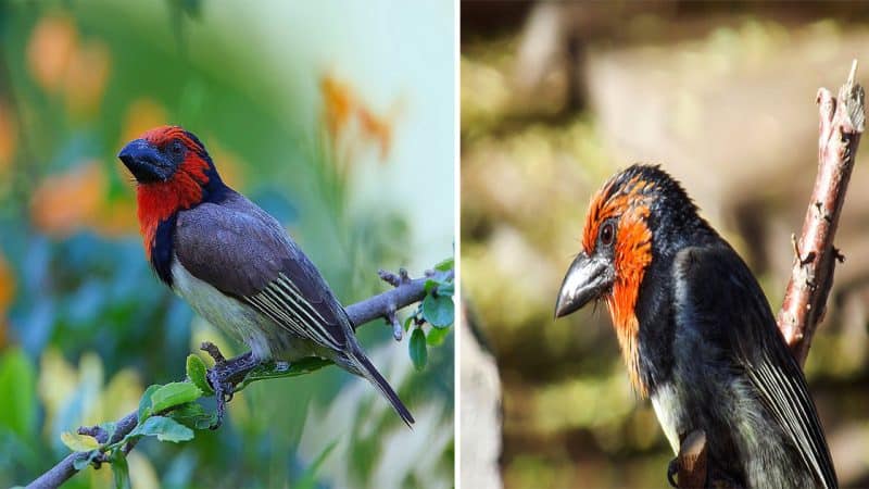 Introducing the Black-collared Barbet – A bird with a striking black collar and a unique voice