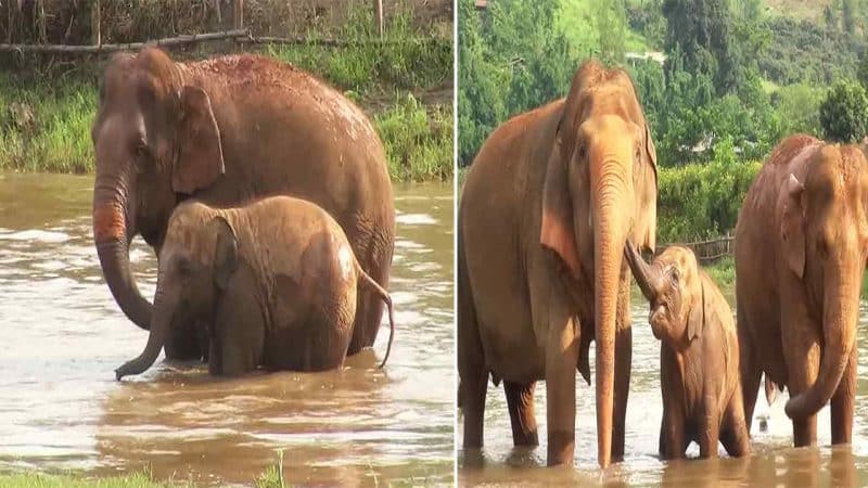 Adorable Baby Elephant Mischief: How Love Wins the Day!