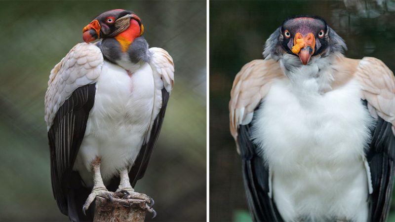 King Vulture: The Majestic Ruler of the Skies