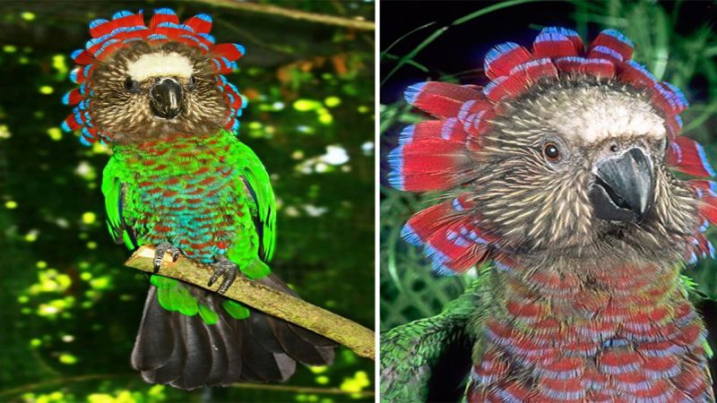 The Majestic Beauty of the Hawk-Headed Parrot