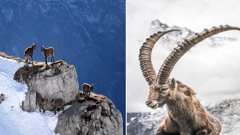 The Majestic Alpine Ibex: A Mountain Dweller