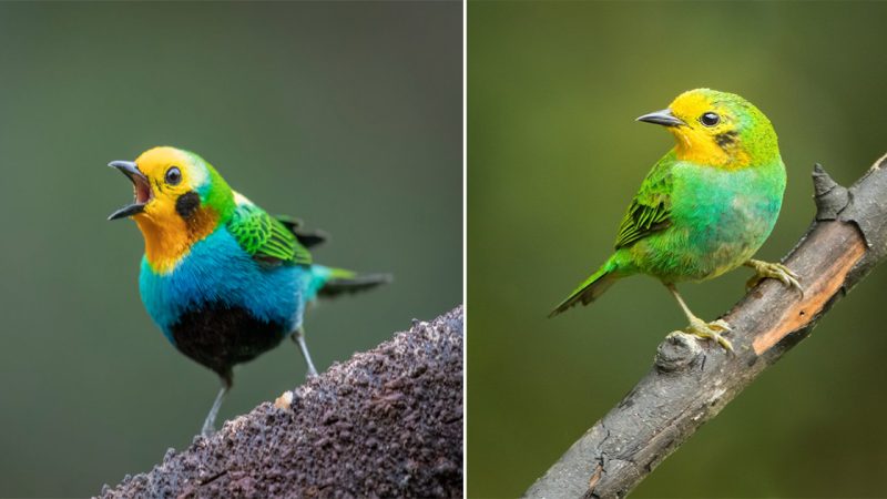 “Meet the Multicolored Tanager: A Spectacular Avian Rainbow of Colors”