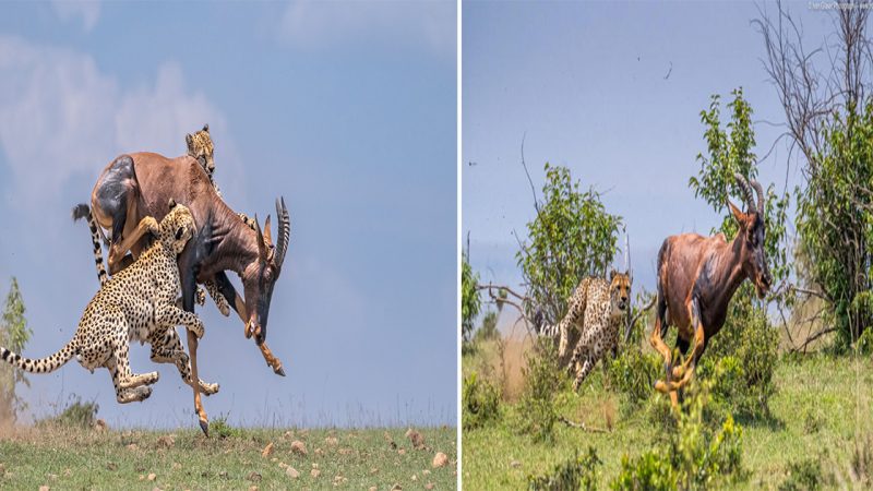 Survival Quest: Last 2 Remaining Cheetah Embark on a Desperate Hunt