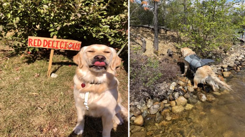 Unexpected Friendship: Golden Retriever and Woodchuck Form Heartwarming Bond