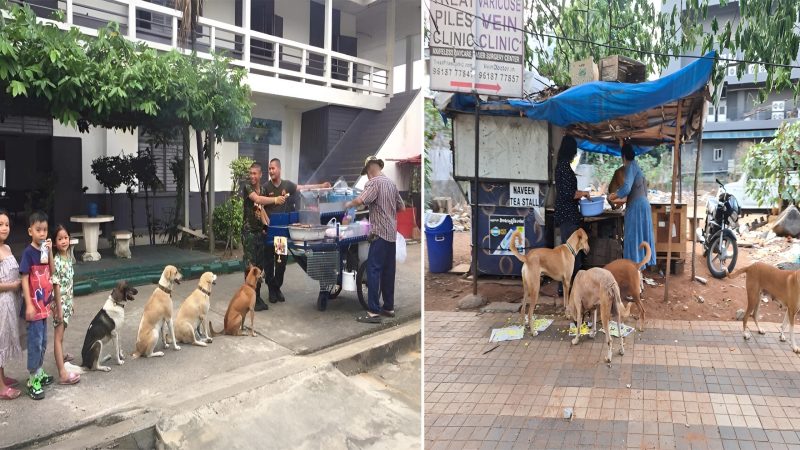 “Dogs at Shelter Display Admirable Discipline, Forming an Orderly Queue for Meals”