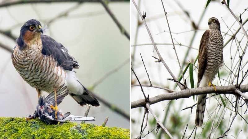 Eurasian Sparrowhawk: A Master of Stealth and Precision in the Skies