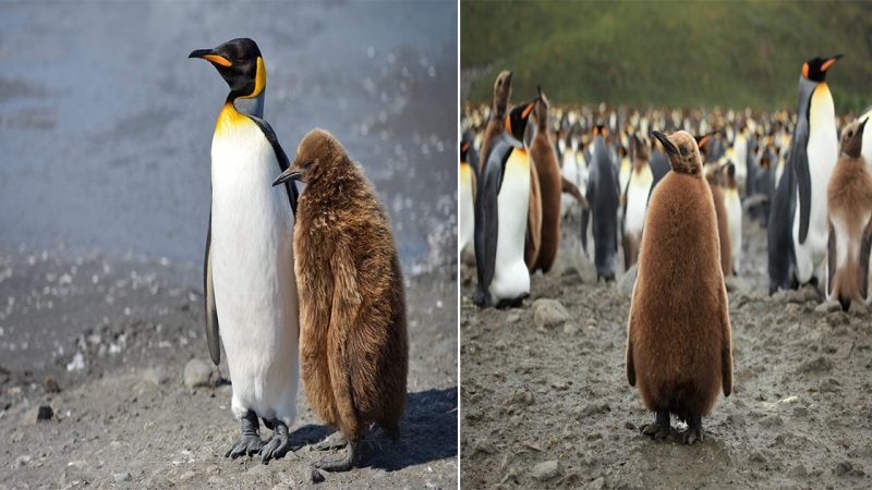 The Majestic King Penguin: A Regal Bird of the Southern Ocean