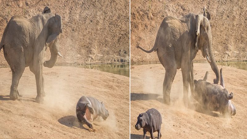 Mother Hippo Risks All to Protect Her Calf from Aggressive Elephant Bull