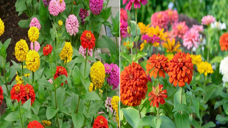 Zinnias: Vibrant and Versatile Garden Beauties