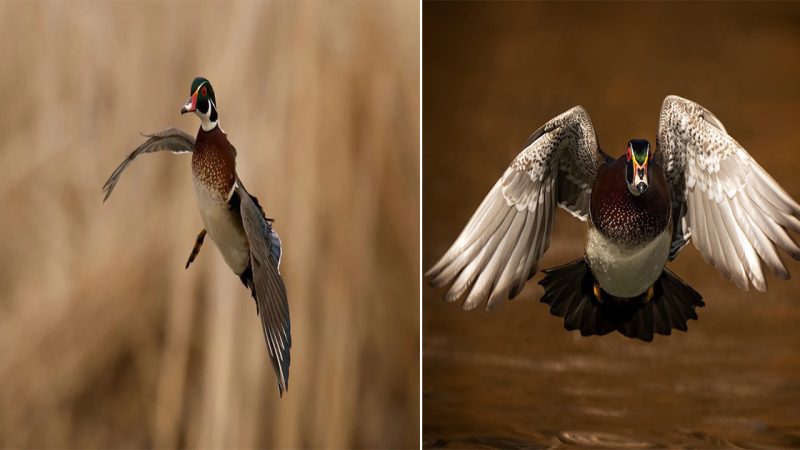 The Wood Duck: Nature’s Colorful Masterpiece