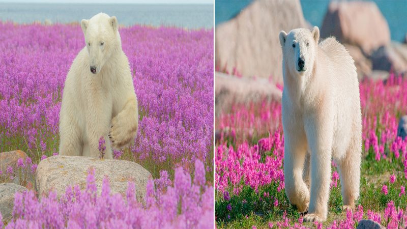 Rare and Breathtaking: Polar Bears’ Summer Vacation Among Wildflowers