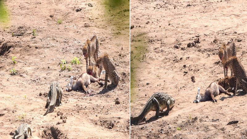 Crocodiles Interrupt: 3 Cheetahs Forced to Abandon Prey in Dramatic Chase