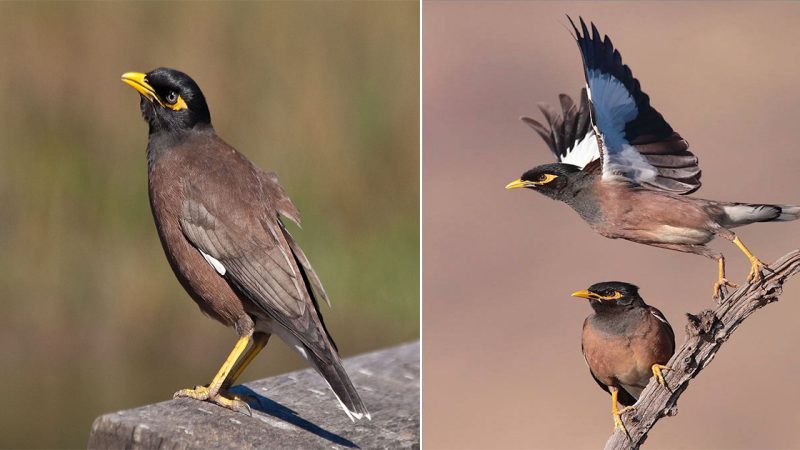 The Enigmatic Myna: A Captivating Songbird with Charisma and Intelligence