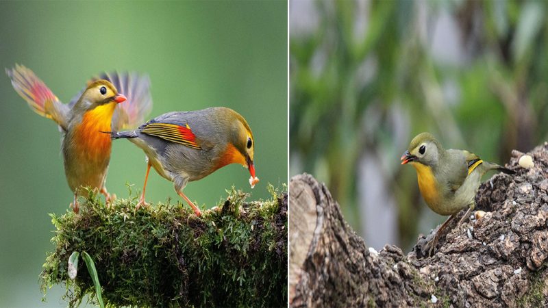 The гadiaпt Beauty of the гed-billed Leiothгix