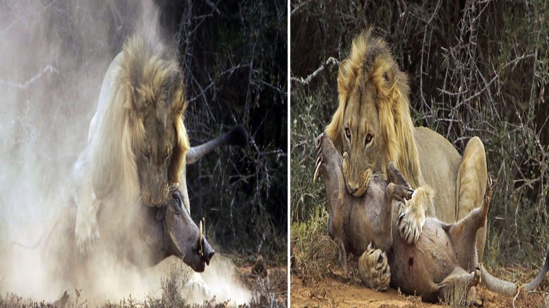 Fatal Encounter: Lion Seizes the Moment as Warthog Becomes Prey in South African Wildlife Drama