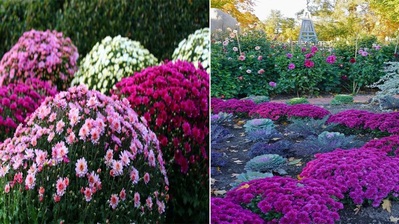 Chrysanthemum garden landscaping ideas that will amaze you