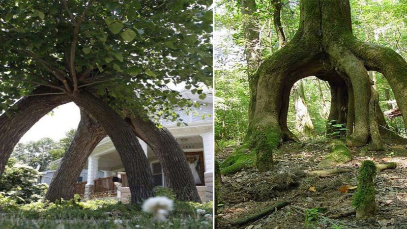 “The Four-Legged Tree: Unraveling the Enigmatic Growth”