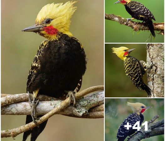 Explore the Radiant Beauty of the Blonde-Crested Woodpecker: A Stunning Bird of the Tropics That Will Mesmerize You!