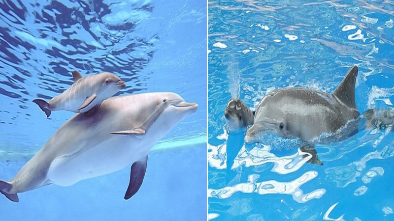 Touching Moment: Bottlenose Dolphin Gives Birth and Helps Her Calf Swim to the Surface at Brookfield Zoo