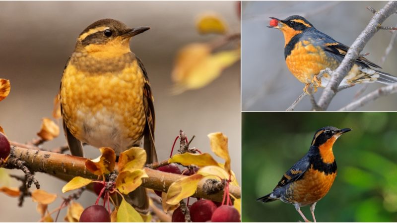 The Varied Thrush: Nature’s Symphony of Blue-Gray, Orange, and Black