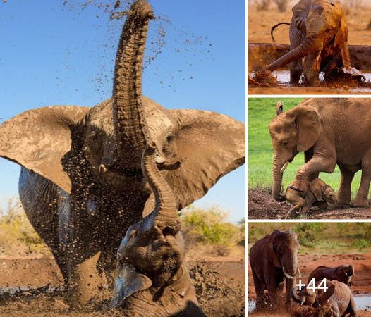 Capturing the Heartwarming Instance When Elephants Opted for a Mud Bath Playtime