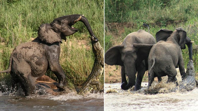 Mother Elephant Heroically Shields Baby from Crocodile Attack