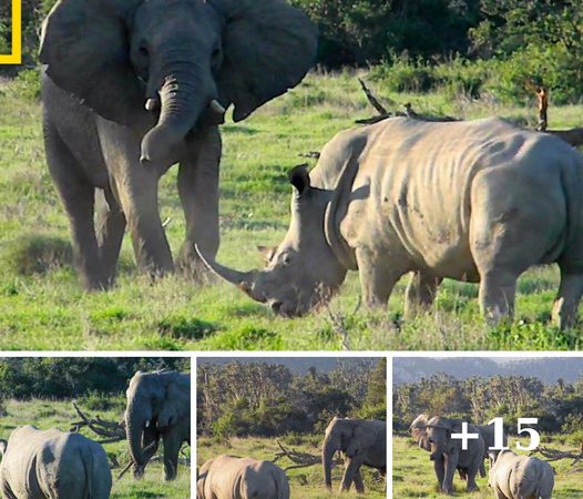 Epic Wildlife Showdown: Rhino Charges Elephant, Elephant Throws a Surprise!