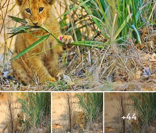 Baby Lion Turns Vegan: A Tale of Adaptation