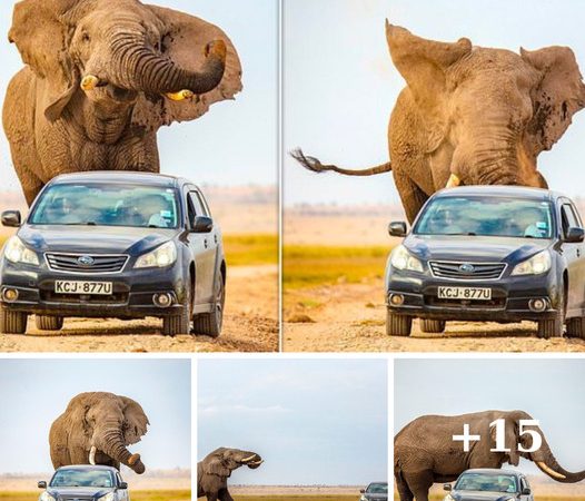 Startled Elephant Chases Car in Kenya: A Massive Encounter on a Remote Road