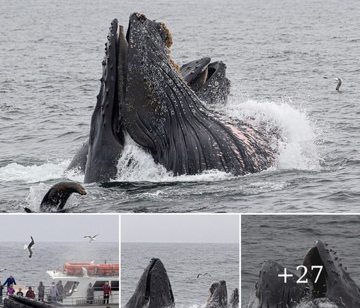 Moment Whale-Watchers Are Dwarfed by Four Humpback Whales in Feeding Frenzy