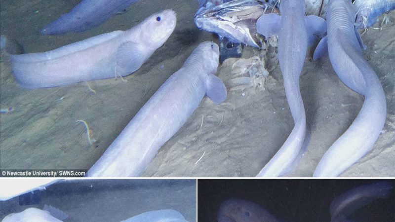 Ghostly Discoveries: Three New Sea Creatures Unearthed 21,000 Feet Deep in Pacific Ocean Trench