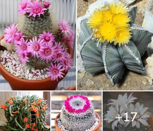 17 Beautiful Flowering Cactus That Will Brighten Up Your Space And Mood