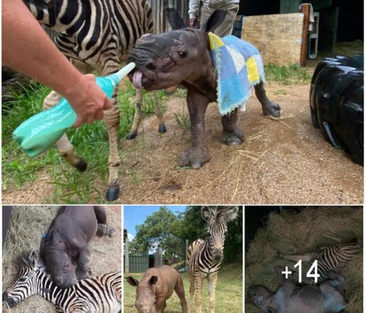 Unlikely Bonds: A Tale of Friendship Between a Baby Zebra and Rhino in the Heart of Africa