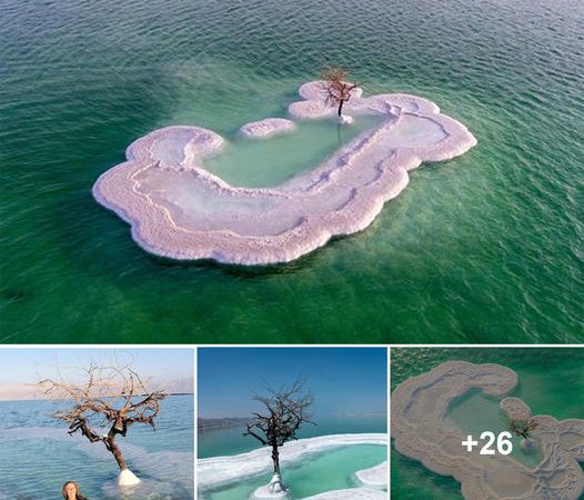 Uncovering the Enigmatic ‘Tree of Life’ on Salt Island Amidst the Depths of the Dead Sea