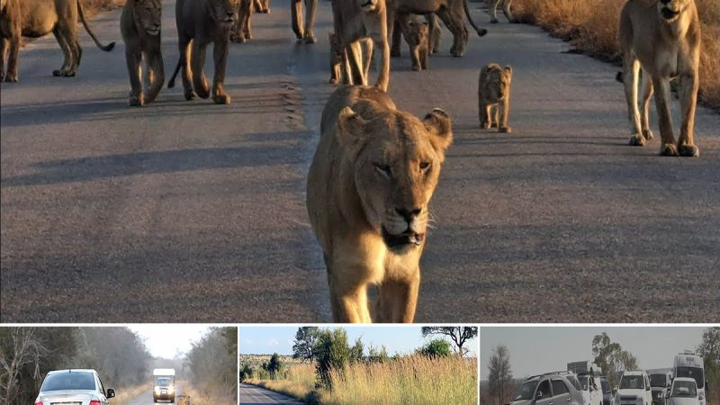 Morning Rush Hour: Lions Bring Traffic to a Halt in South Africa