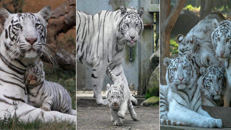 A Ballet of and Power: The Enchanting World of White Tigers and Their Cubs