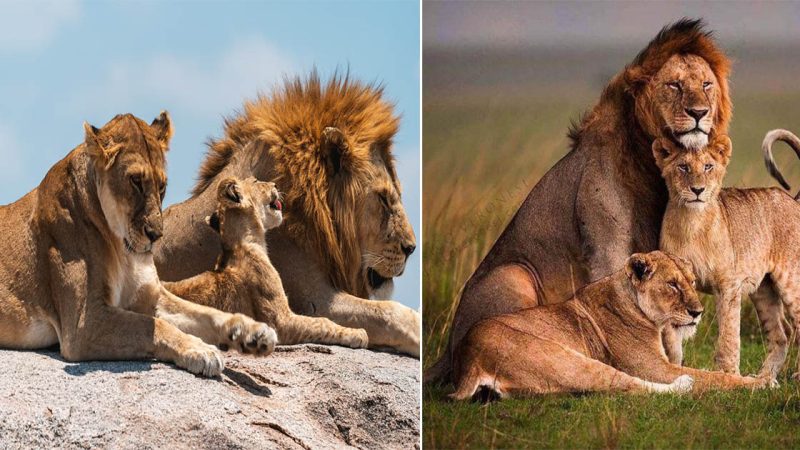 The Lion Family: A Tale of Unity and Strength