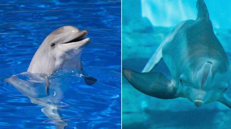 The Marvels of Dolphins: Earth’s Enchanting Aquatic Acrobats