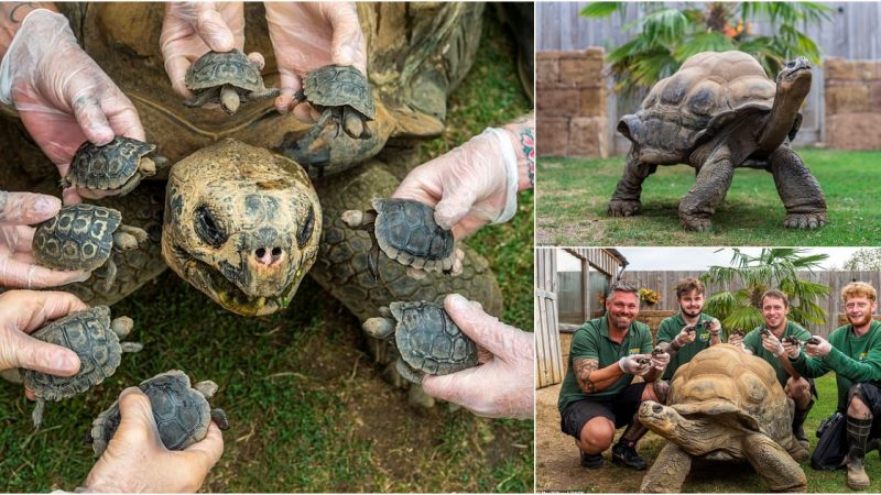 Age-defying giant Galapagos tortoise impresses UK zookeepers after giving birth to eight endangered reptile babies at 70.