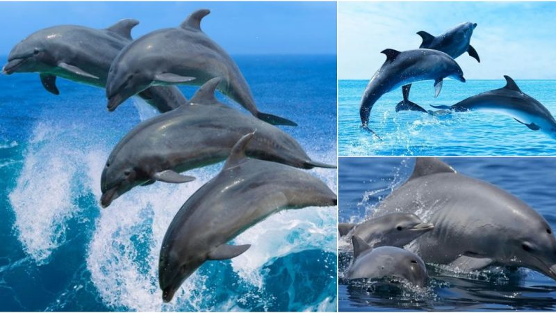 Discovering the Enigmatic Spinner Dolphin: Behavior, Habitat, and Conservation