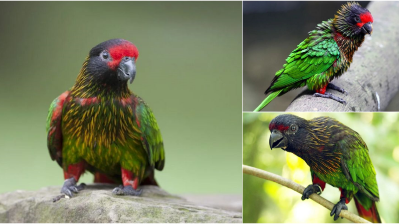 The Chalcopsitta Sintillata Parrot: A Colorful Marvel of the Avian World