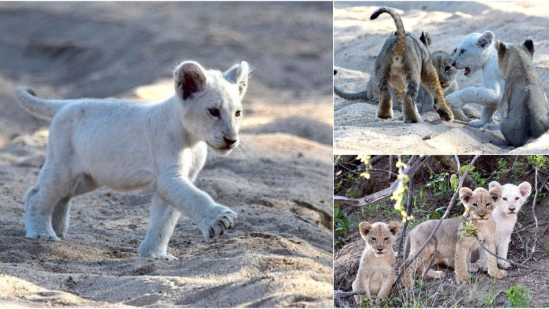 Rare White Lion Cub Spotted Playing with Pride Mates in South Africa