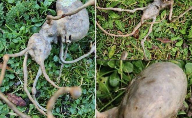 What Is This Alien-Like Object Discovered in a Woman’s Garden?