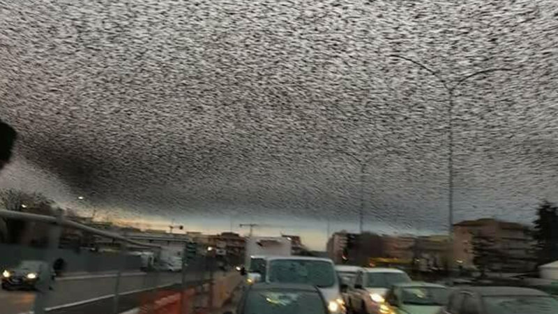 Starlings Darken the Sky Over Rome: A Viral Dystopian Photo