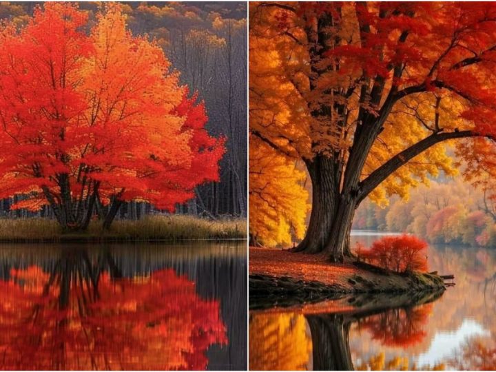 Absolutely Gorgeous! Stunning Autumn Colors!