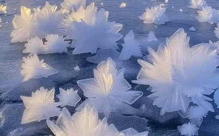 Ice Flowers in Norway – A Natural Masterpiece Amidst the Ice